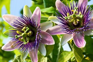 Passiflora - Medizin crampes petits maux de la grossesse