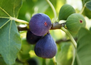 Feigenbaum