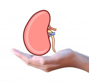 kidney in hand